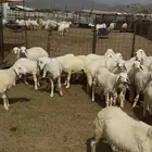 طليان ورخال من مراح واحد
