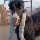 تيس عارضي فحل جذع