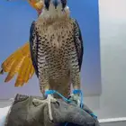 شيهانه بحريه ثنو