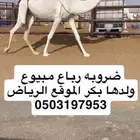 ضروبه رباع مبيوع ولدها عظمها طويل