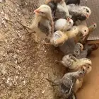 صيصان الاعمار من شهر وف وق العدد مفتوح ع السوم