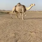 خلفه شقحا كفو وطيبه تحتها قعود شبب وهديه وانتاجها طيب