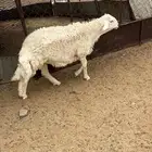 مشروع فحل.