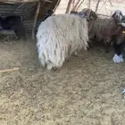 فحل مشروط نعيمي