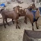 مواشي