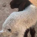 رحله داغور عمرها 20 يوم