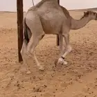 قعود حق اجزاء