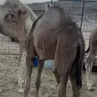 قعدان تربيه طيبات