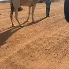 بعير للبيع على الهرش عقاب الجليدي