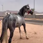 بسم الله اول ما نبدا به حصان جزيزي العمر 5 الطول 7بلكات