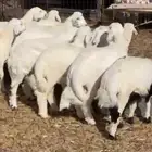 للبيع طليان طيبه