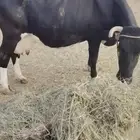 بقره للبيع حايل
