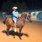 خيل جمال
