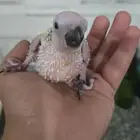 متاح فرخ صن كنيور