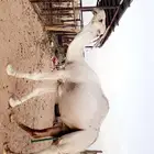 بعير اشقح كحيلاني إنتاجه طيب .. شرط الضراب والعشار