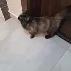 قطه للتبنى