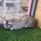 انثى بنكالي