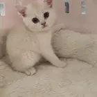 انثى سكوتش استريت كيتن