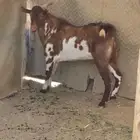 تيوس فحول محايلية