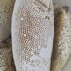 عسل شمع سدر تهامة حر