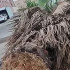 نقوم بقلع وتنضيف النخيل وقص الاشجار وتوريد نخل بجميع انواعه