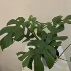 نباتات منزلية