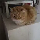 قطي ضائع قط ضايع قطو ضايع