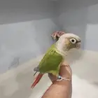 انثى كنيور