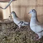 حمام زاجل ايس