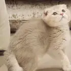 كيتن ذكر سكوتش فولد عمر شهرين ونص