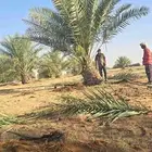 نخل نقايل للبيع بجميع انواعها