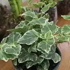 نباتات التيرايوم متنو عة