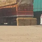 تبن قمح شد طيب حولي