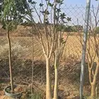 شتلات ادنيوم احجام كبيره