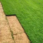 مزرعة ثيل طبيعي نجيله بأسعار الجمله