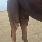 للبيع ناقة ثنو