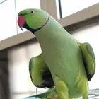 دره هندي متكلم وهدد داخلي