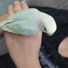 روز اليف جدا جدا جدا جدا
