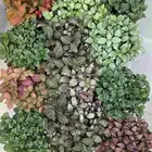 نبات الفيتونيا