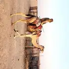 رحول لقحه عمانيه السن شاق شبب شرط