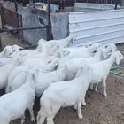 18 خروف وشاه سديس تحتها خروف ورخل