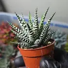 نباتات العصاريات متنو عة
