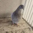 حمام فرش