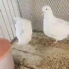 حمام فرش