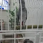كاسكو اليف ومتكلم