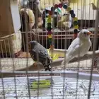 طيور زيبرا زوج