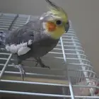 ذكر كروان اليف