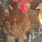 ديوك تركي بيور العدد 5
