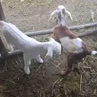 السلام عليكم للبيع معزاء عددها 13معا الفحل اسنانها مراح متفا