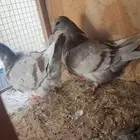 حمام فرش